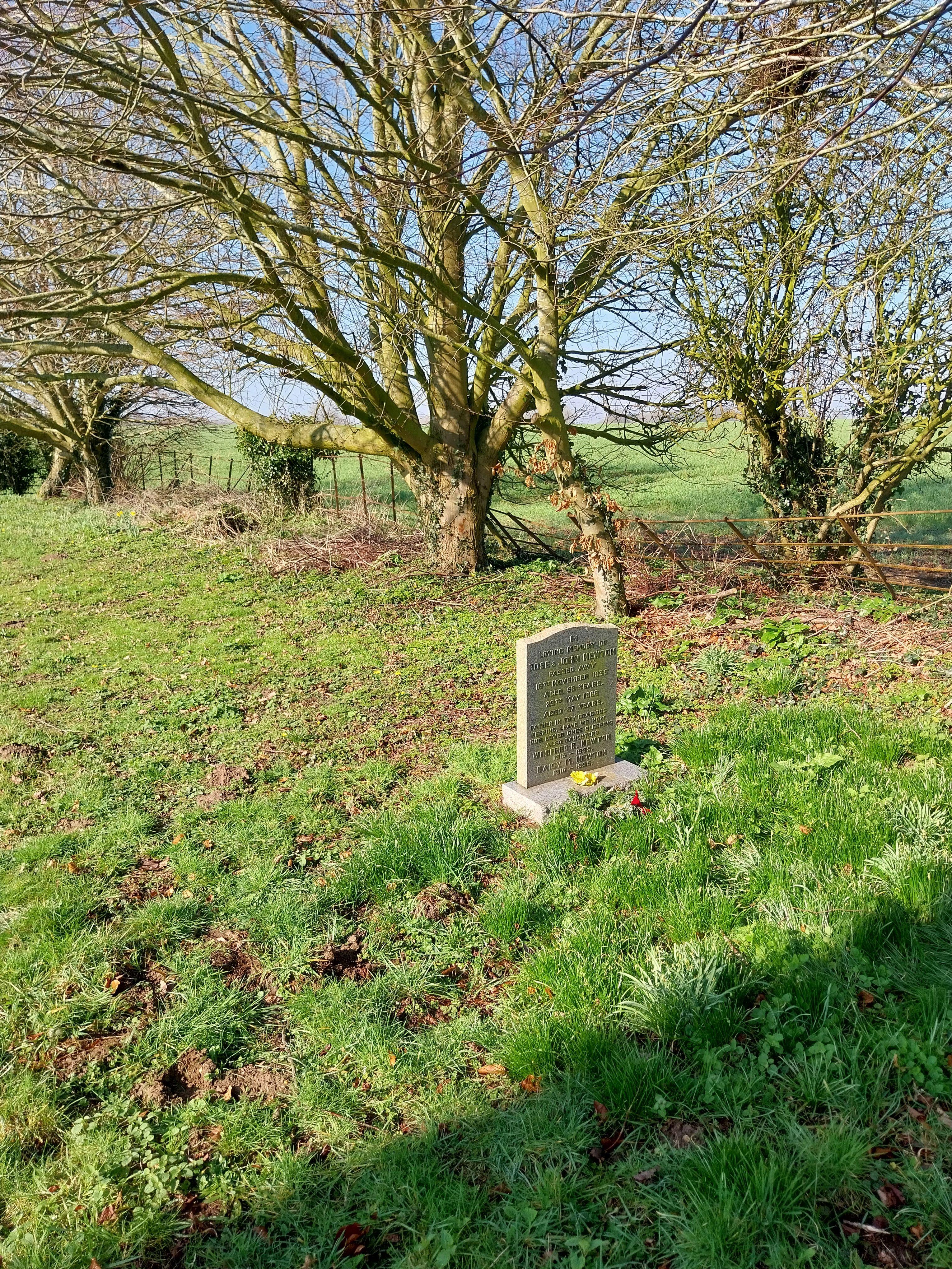 Grave image for NEWTON, Rose